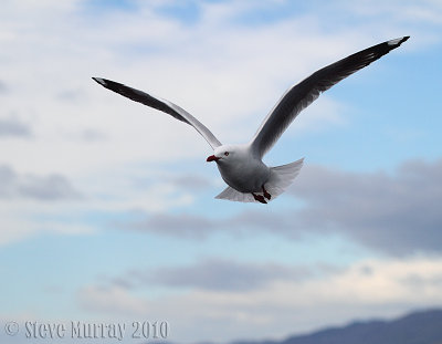 Silver Gull (Chroicocephalus novaehollandiae scopulinus)