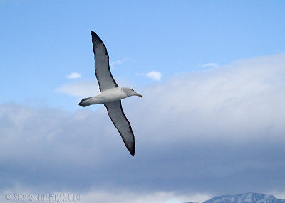 Albatrosses (Diomedeidae)
