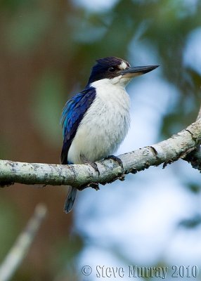 Forest Kingfisher (Todiramphus macleayii incinctus)