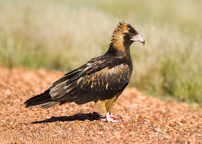 Black-breasted Buzzard (Hamirostra melanosternon)