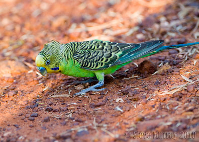 Budgerigar (Melopsittacus undulatus)