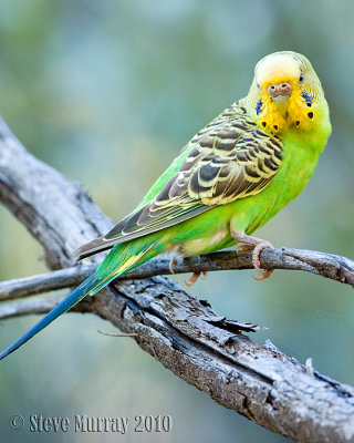 Budgerigar (Melopsittacus undulatus)