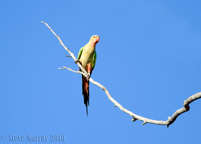 Princess Parrot (Polytelis alexandrae)