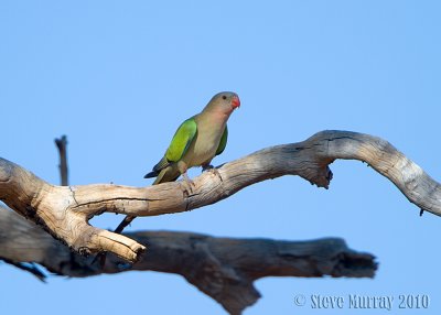 Princess Parrot (Polytelis alexandrae)