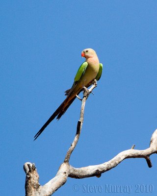 Princess Parrot (Polytelis alexandrae)