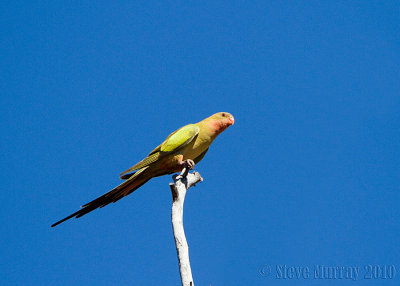 Princess Parrot (Polytelis alexandrae)