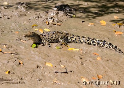 Salt-water Crocodile (Crocodylus porosus)