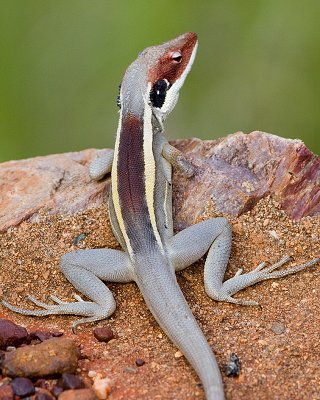 Long-nosed Dragon (Gowidon longirostris)