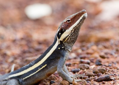 Long-nosed Dragon (Gowidon longirostris)