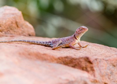 Ring-tailed Dragon