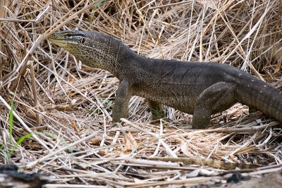 Yellow-spotted Monitor (Varanus panoptes)