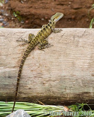 Water Dragon (Intellagama lesueurii)