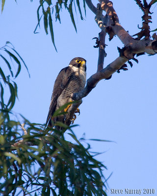 Peregrine Falcon (Falco peregrinus macropus)