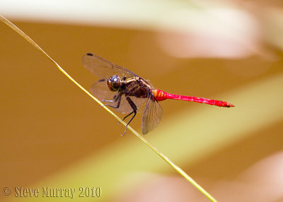 Fiery Skimmer (Orthetrum villosovittatum)