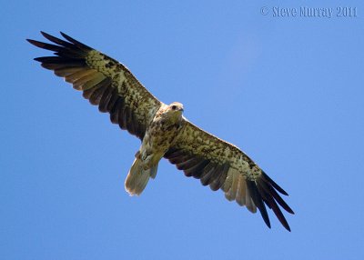 Whistling Kite (Haliastur sphenuris)