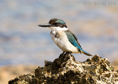 Sacred Kingfisher (Todiramphus sanctus norfolkiensis)