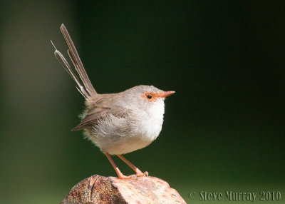 Superb Fairywren (Malurus cyaneus cyanochlamys)