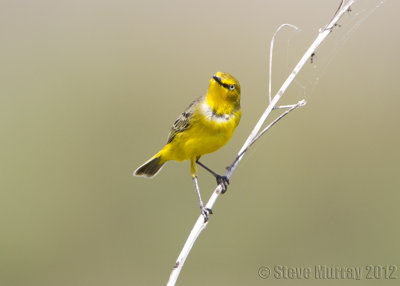 Yellow Chat (Epthianura crocea macgregori)