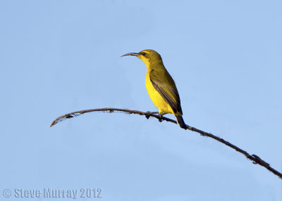 Olive-backed Sunbird (Cinnyris jugularis)