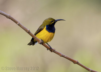 Olive-backed Sunbird (Cinnyris jugularis)