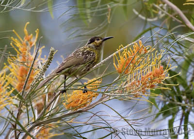 Macleay's Honeyeater (Xanthotis macleayanus)