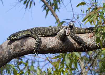 Lace Monitor (Varanus varius)