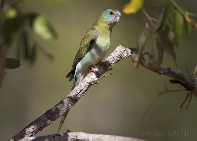 Golden-shouldered Parrot (Psephotus chrysopterygius)