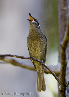 Eungella Honeyeater (Bolemoreus hindwoodi)