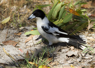 Black-backed Butcherbird (Cracticus mentalis)