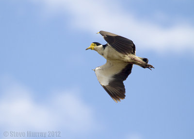 Masked Lapwing (Vanellus miles novaehollandiae)