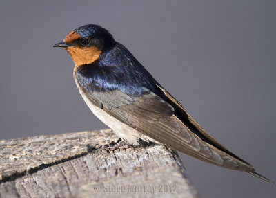 Welcome Swallow (Hirundo neoxena)