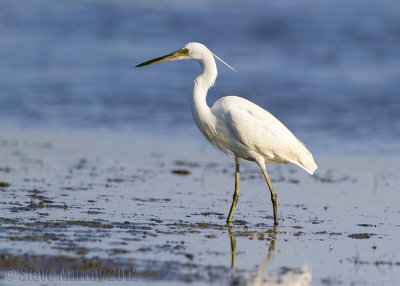 Little Egret (Egretta garzetta)