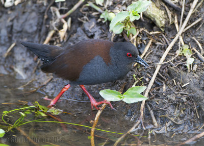 Spotless Crake (Zapornia tabuensis)