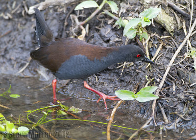 Spotless Crake (Zapornia tabuensis)