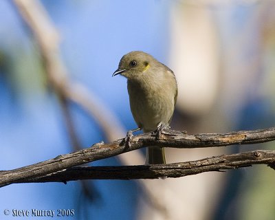 Fuscous Honeyeater (Ptilotula fuscus)