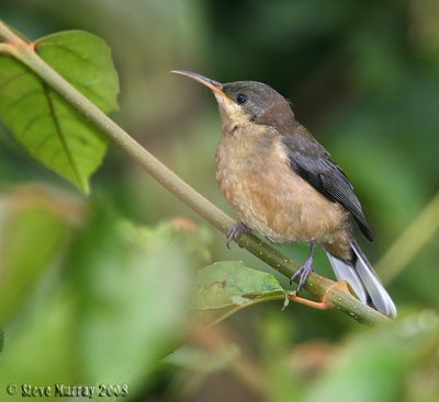 Eastern Spinebill (Acathorhynchus tenuirostris)