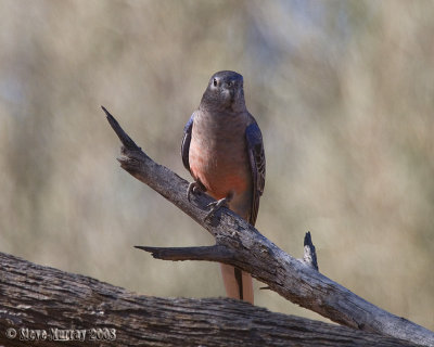 Bourke's Parrot