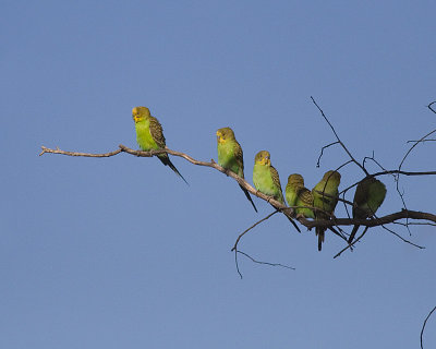 Budgerigar (Melopsittacus undulatus)