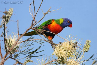 Rainbow Lorikeet (Trichoglossus haematodus)1