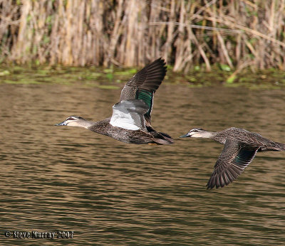 Pacific Black Duck (Anas superciliosa)