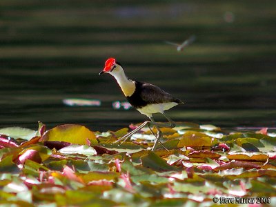 Comb-crested Jacana (Irediparra gallinacea)