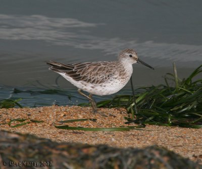 Great Knot (Calidris tenuirostris)