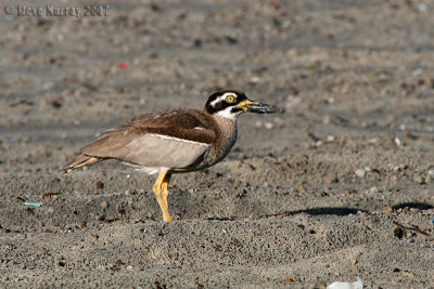 Beach Stone-Curlew (Esacus neglectus)