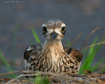 Bush Stone-Curlew (Burhinus grallarius)