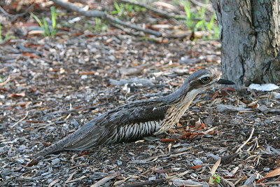 Bush Stone-Curlew (Burhinus grallarius)