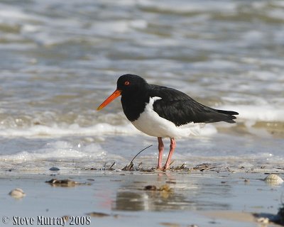 Pied Oystercatcher