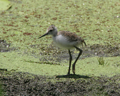 Pied Stilt (Himantopus leucocephalus)