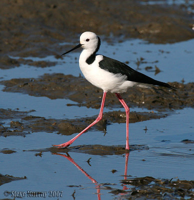 Pied Stilt (Himantopus leucocephalus)