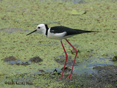 Pied Stilt (Himantopus leucocephalus)