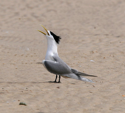 Greater Crested Tern (Thalasseus bergii cristatus)